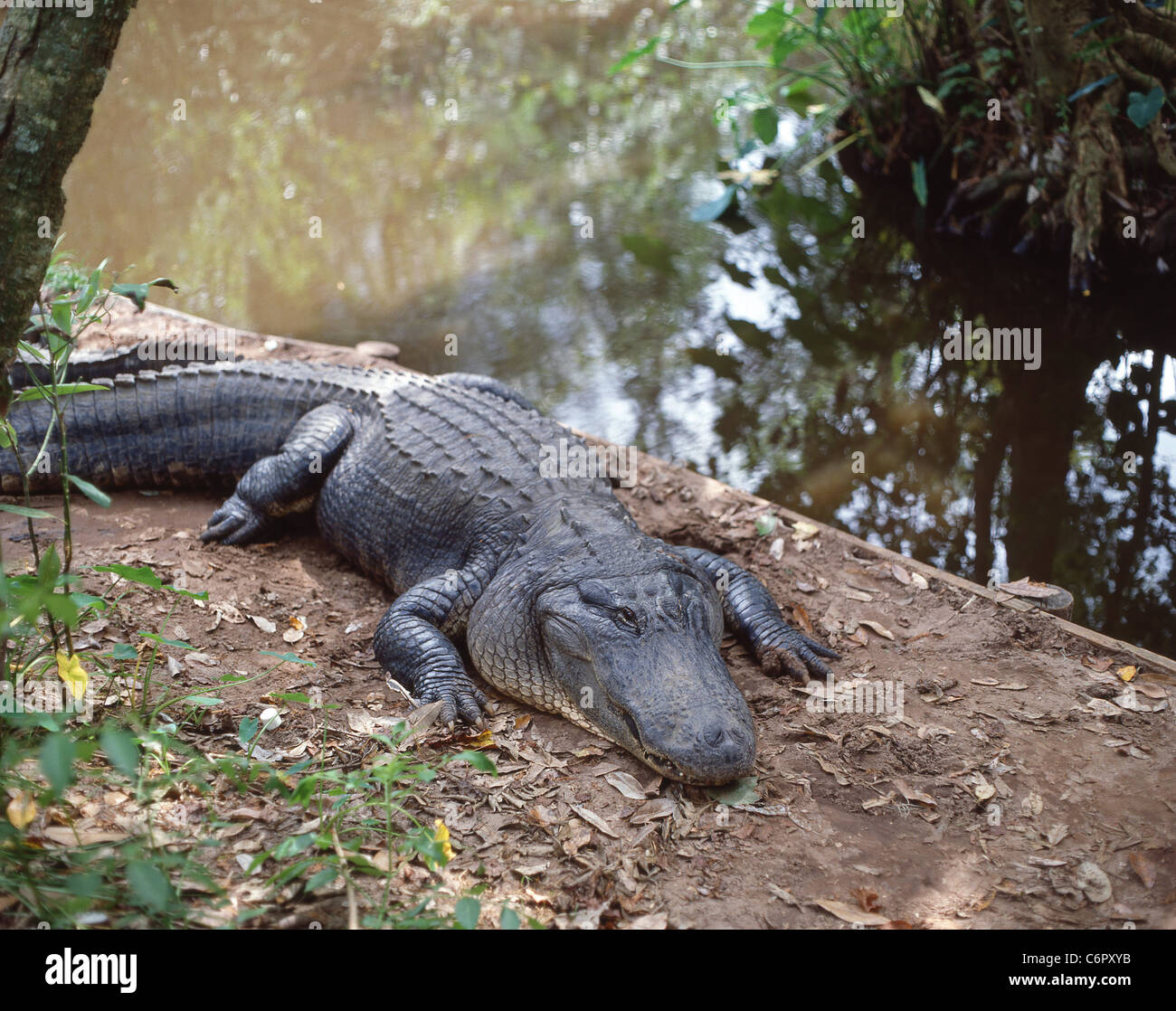 Alligators reposant par Creek, Parc National des Everglades, Floride, États-Unis d'Amérique Banque D'Images Alligators reposant par Creek, Parc National des Everglades, Floride, États-Unis d'Amérique Banque D'Images