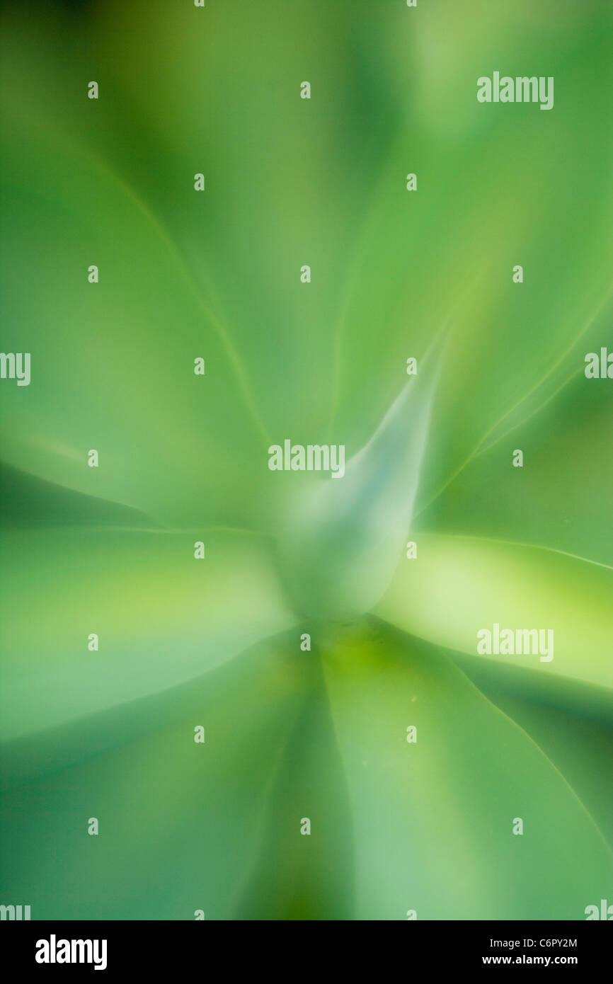 Motif de feuilles d'agave, Lensbaby Soft FocusOptic Banque D'Images