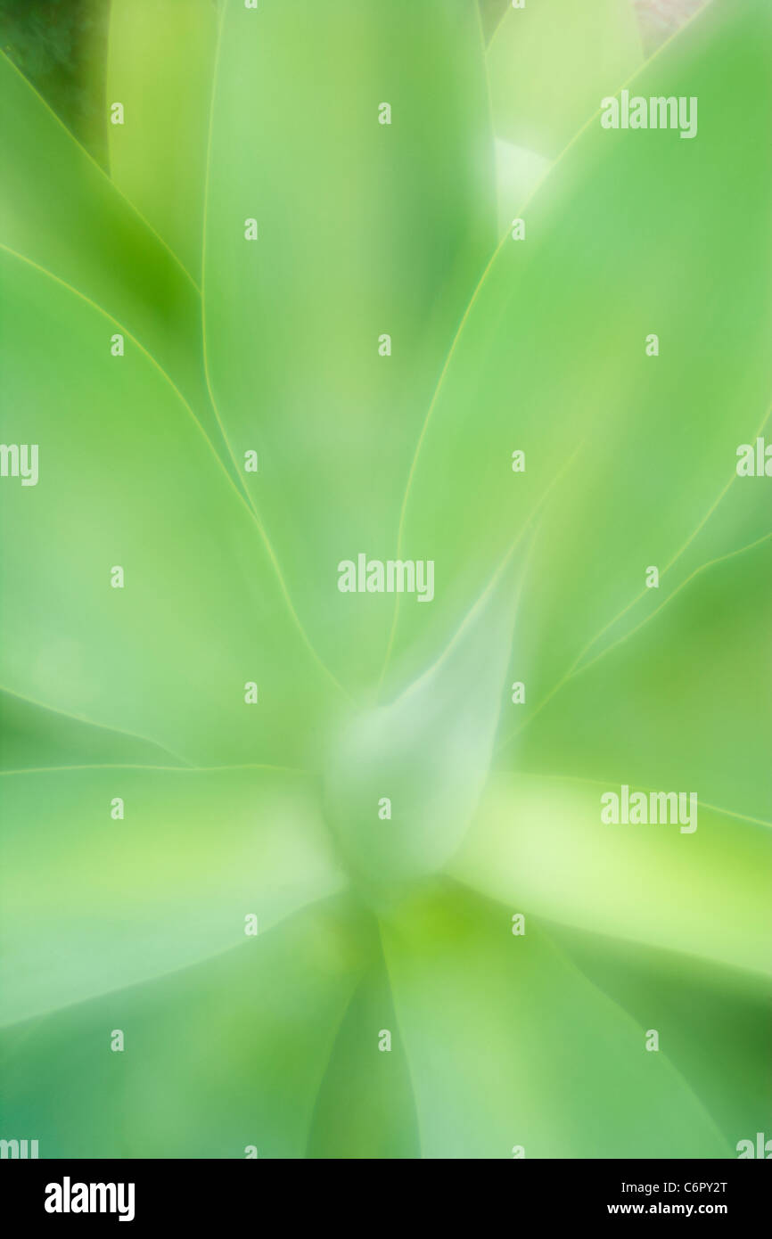 Motif de feuilles d'agave, Lensbaby Optic Plaque Zone Banque D'Images