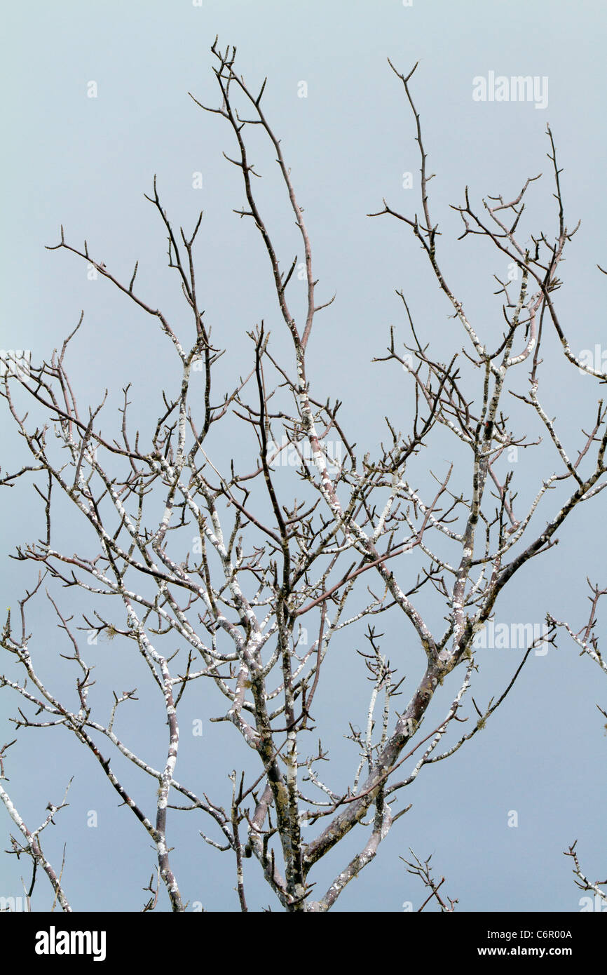 Palo Santo tree avec le lichen à Dragon Hill, îles Galapagos, Equateur Banque D'Images