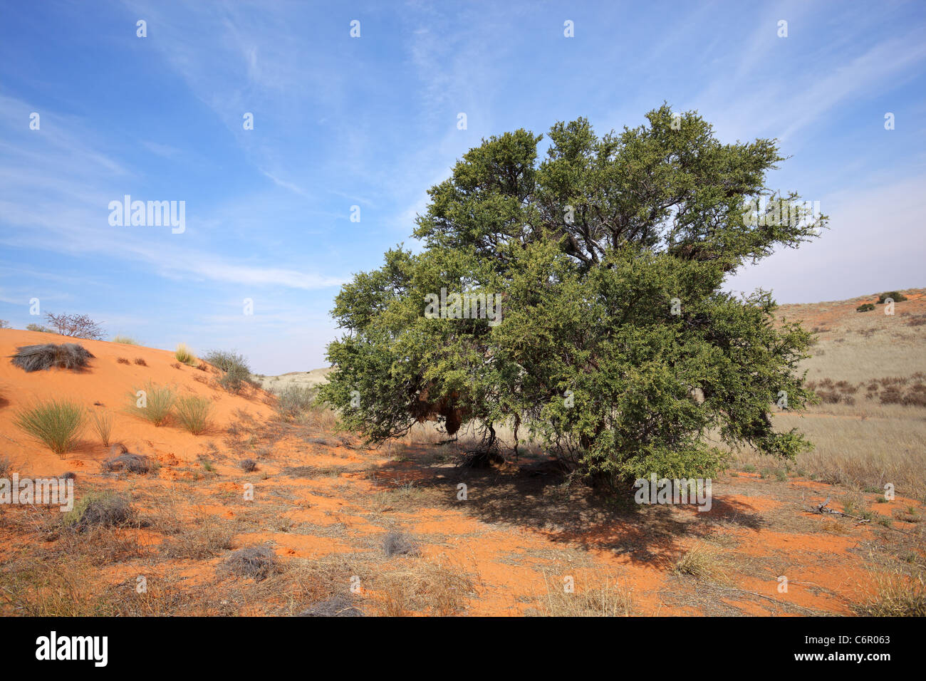 Un camel thorn tree (Acacia erioloba) sur une dune de sable rouge, Kgalagadi Transfrontier Park, Afrique du Sud Banque D'Images