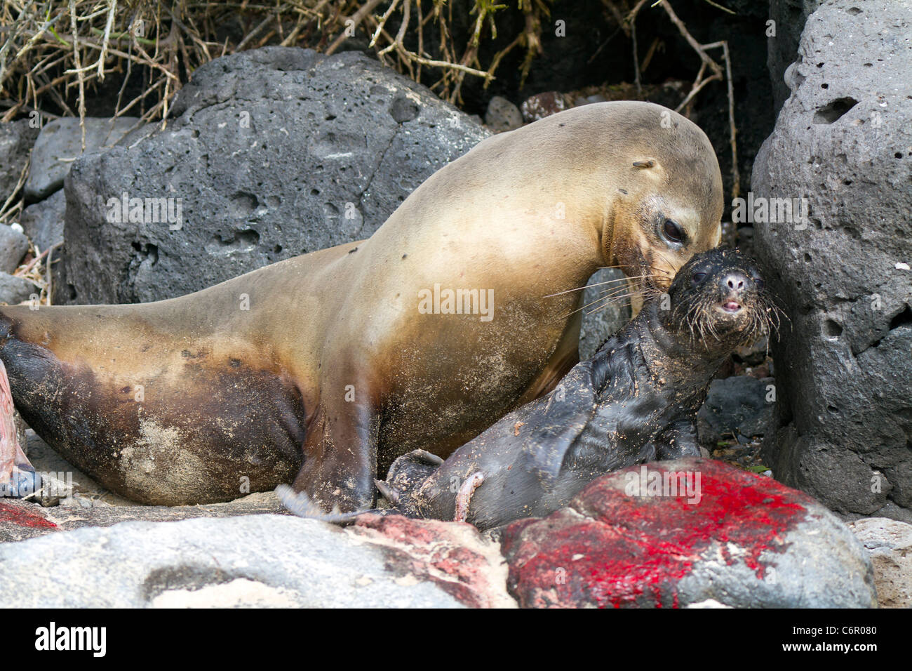 Un lion de mer Galapagos femelle donne naissance à Santa Fe Island, îles Galapagos, Equateur Banque D'Images