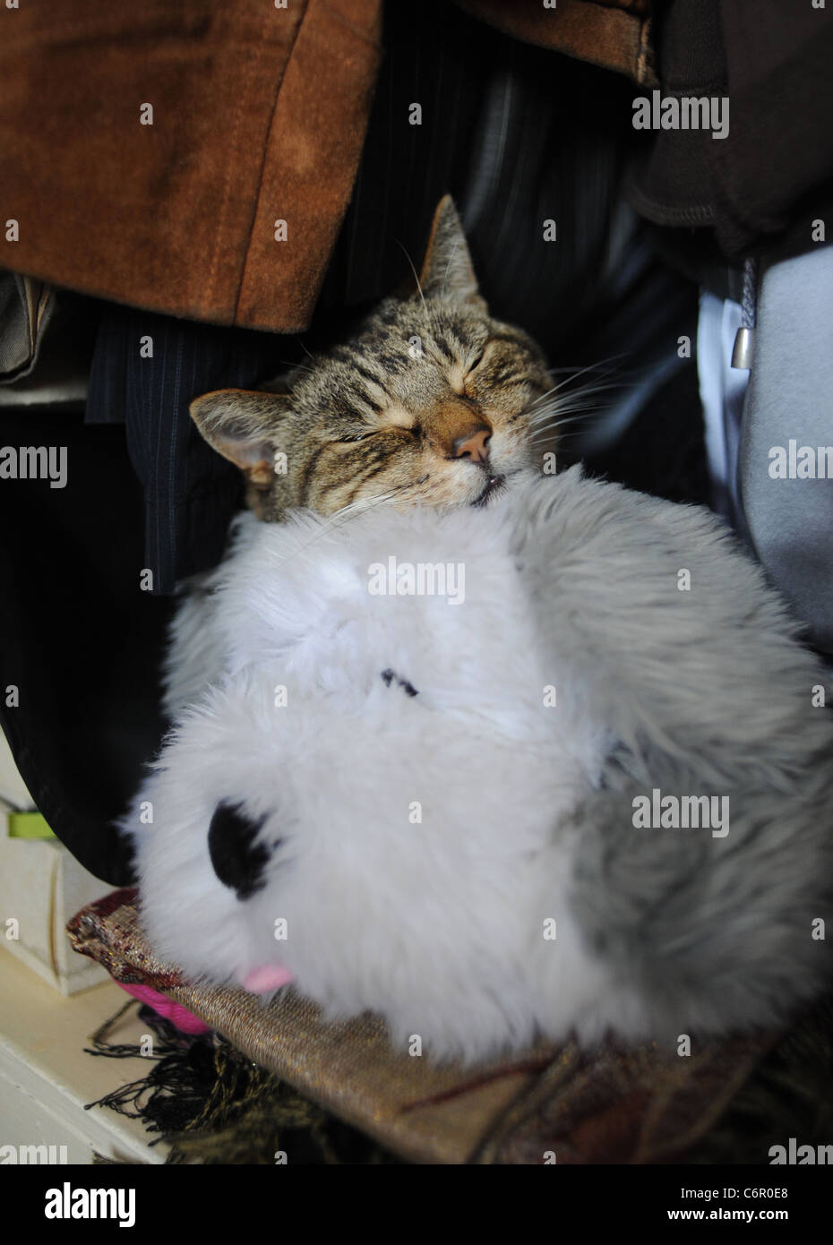 Chat tigré endormi sur le dessus d'un chien jouet moelleux dans une armoire UK Banque D'Images