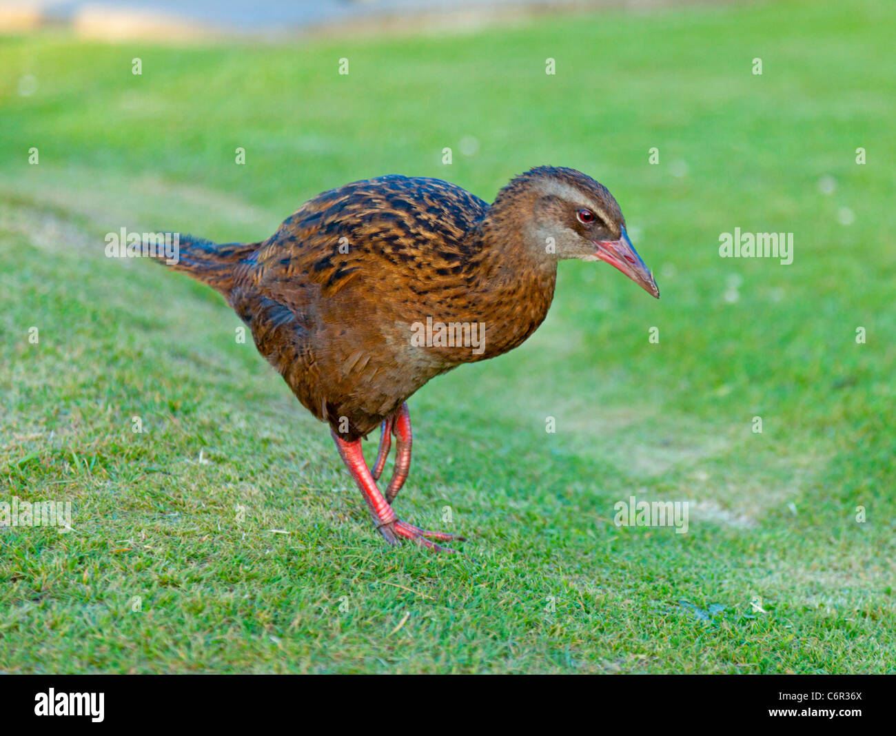 Voler des oiseaux Weka Banque D'Images