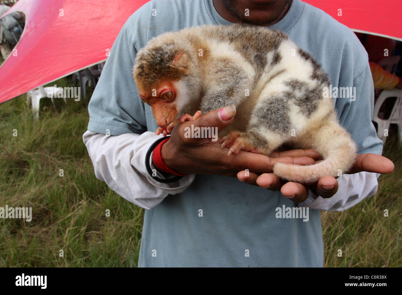 Spotted cuscus Banque de photographies et d’images à haute résolution