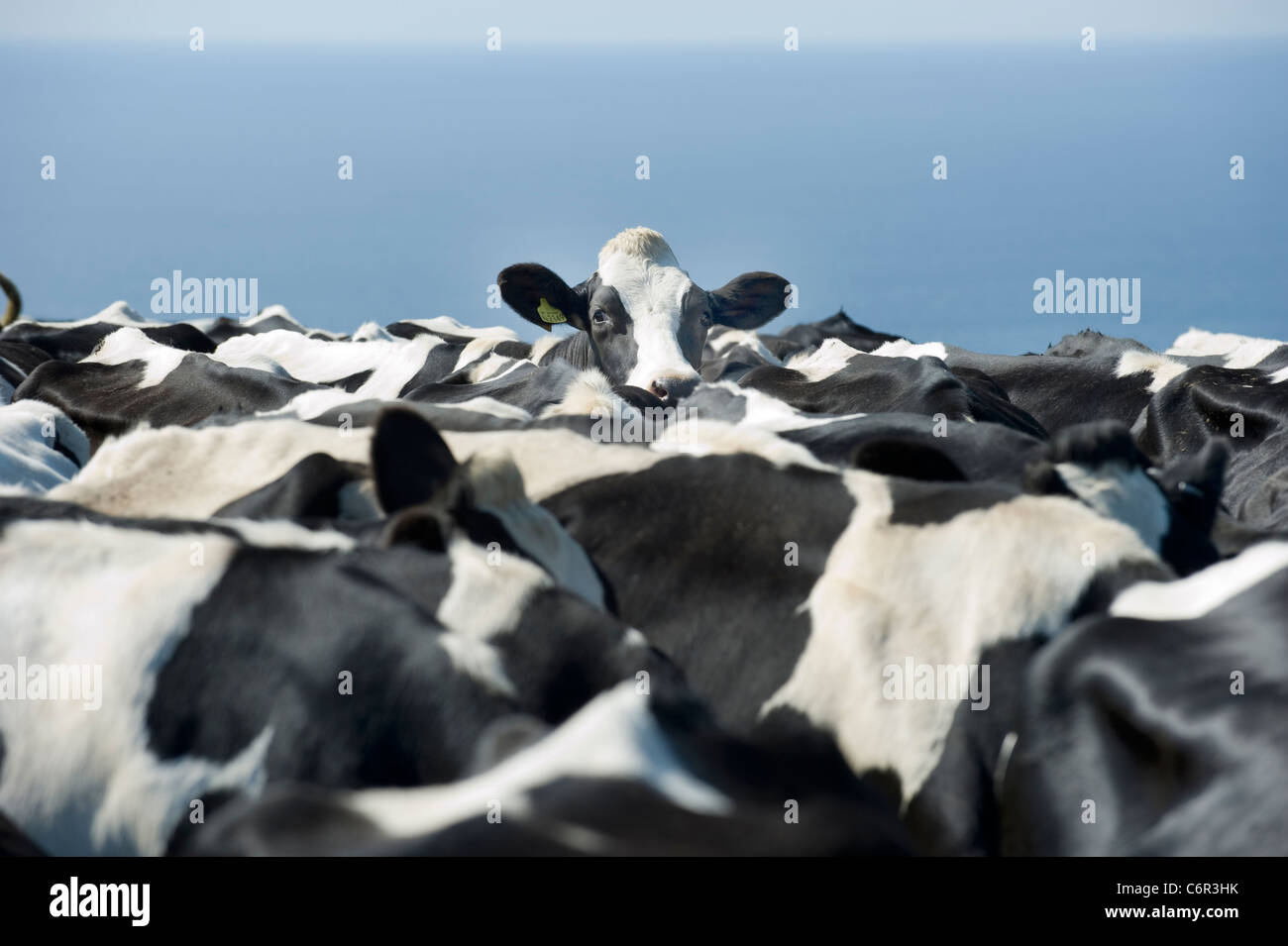 Une vache de race Frisonne à l'ensemble du dos de son troupeau dans un champ à Cornwall, UK Banque D'Images