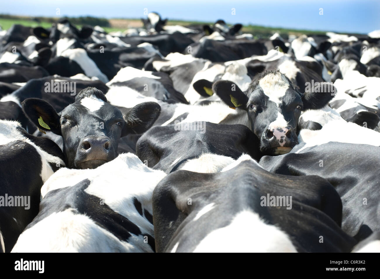 Un couple de femme noir et blanc vaches frisonnes de étroitement un troupeau de vaches laitières paniers Banque D'Images