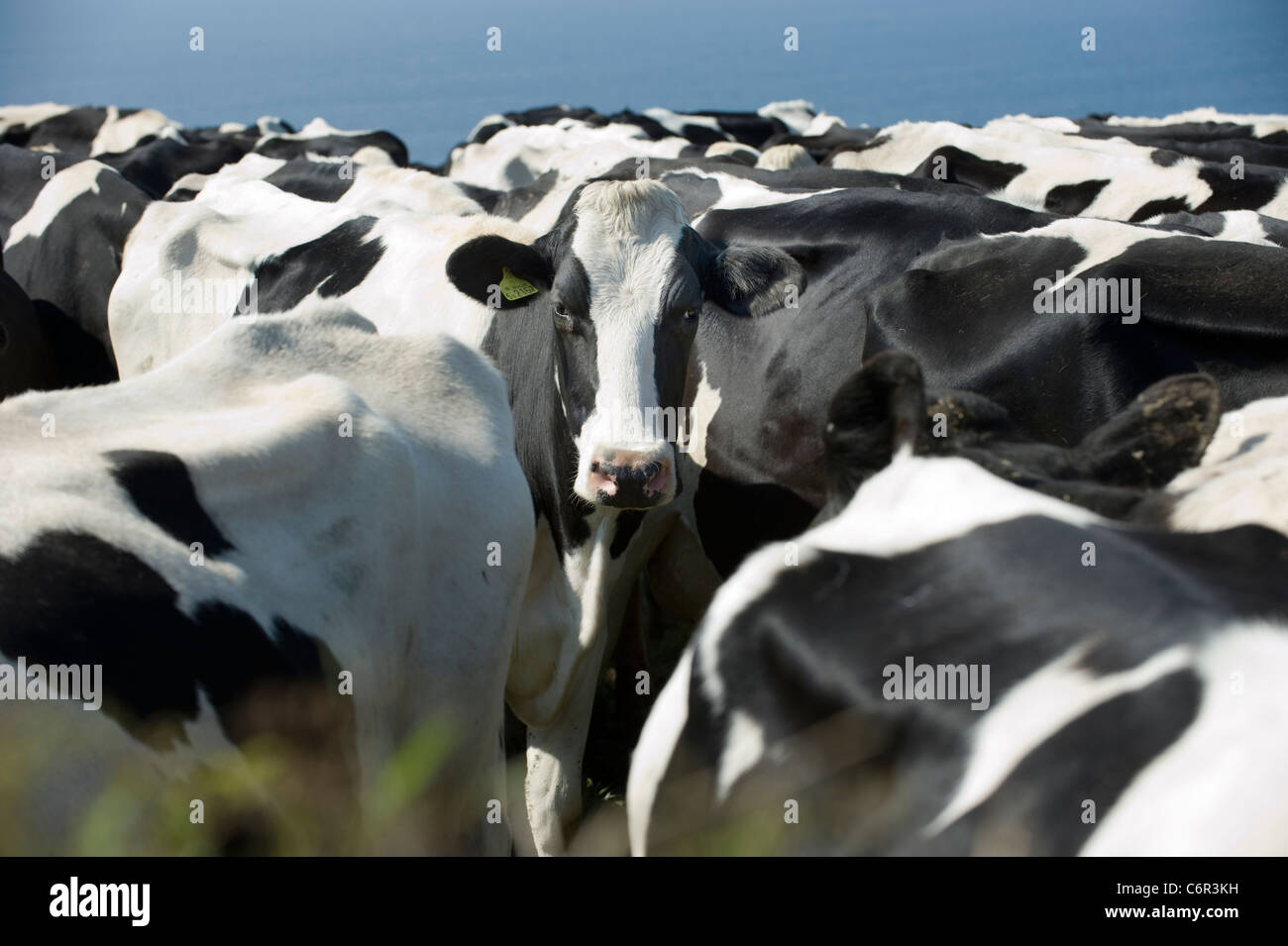 Tagged une femelle noir et blanc vache frisonne regarde directement dans la caméra d'un tassement de la Porcupine. Banque D'Images