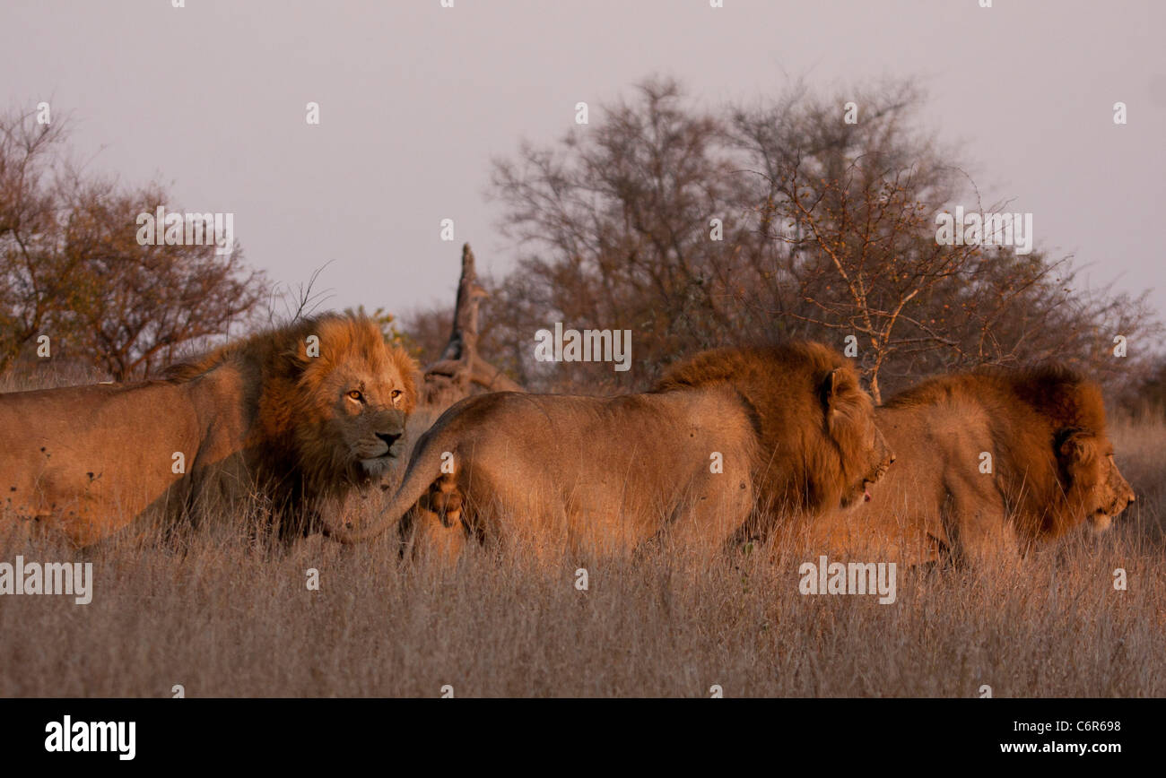 Trois lions mâles avec de grandes manes debout dans une lumière chaude Banque D'Images