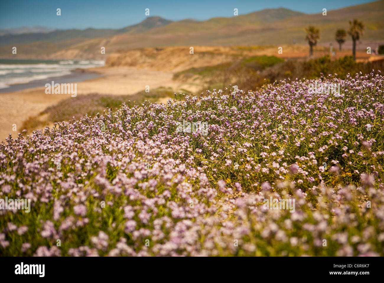 Fleurs sauvages, Jalama Beach County Park, Lompoc, en Californie, États-Unis d'Amérique Banque D'Images