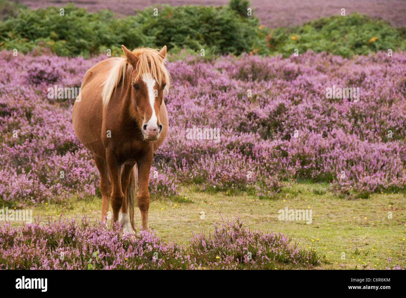 Poney New Forest Standing in Heather la New Forest Hampshire England UK Banque D'Images