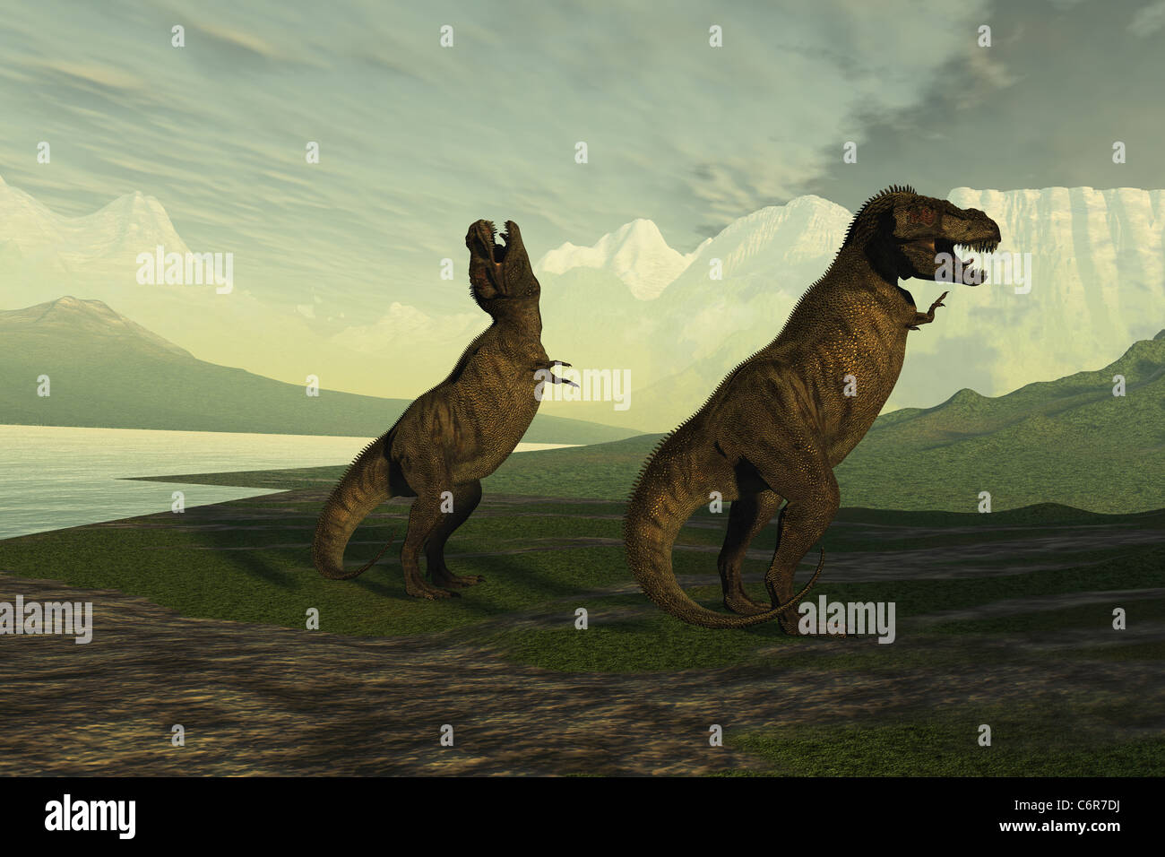 Un plus petit homme Tyrannosaurus Rex rugit pour impressionner les femelles beaucoup plus grande. Banque D'Images