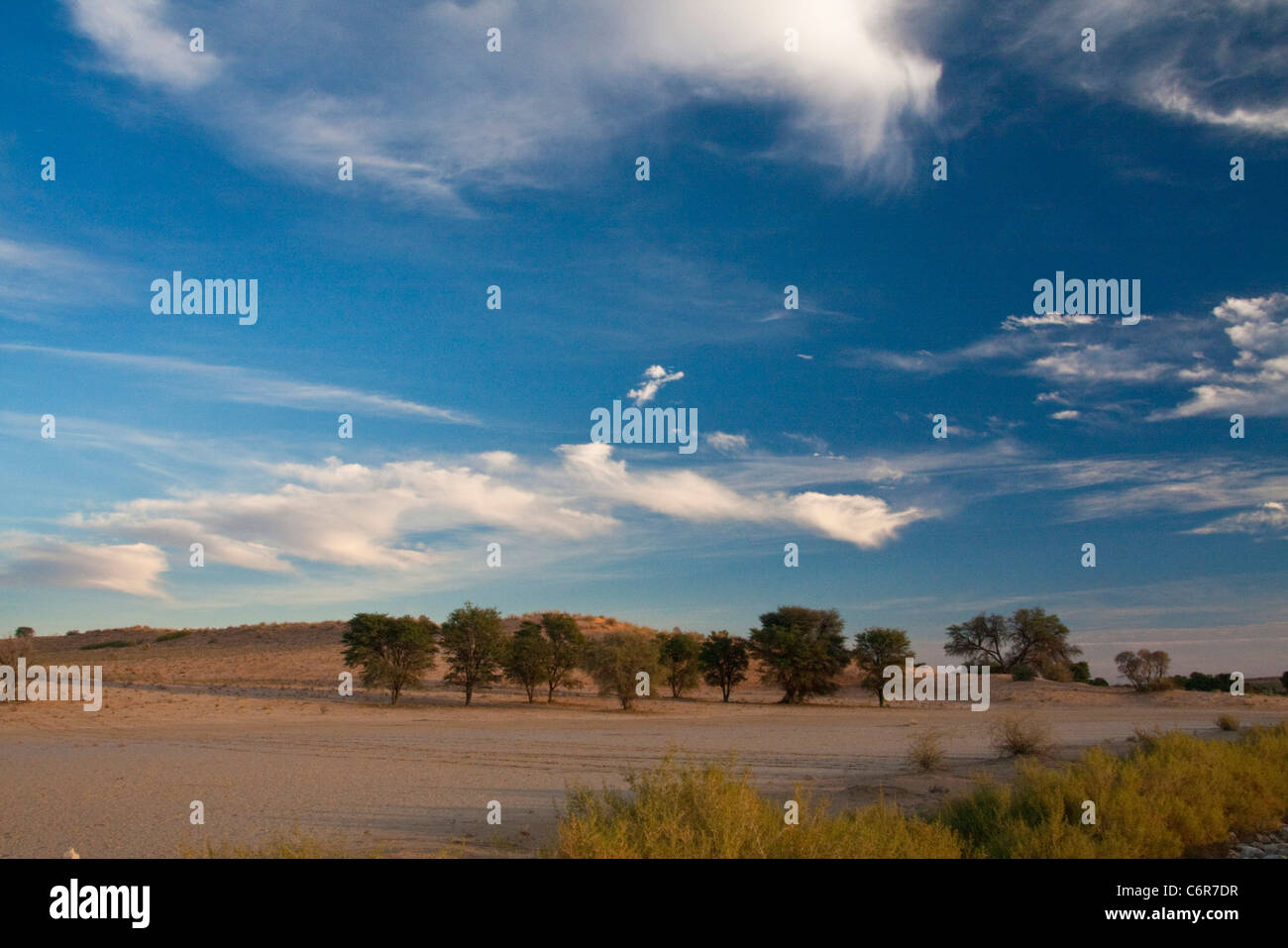 Paysage du Kalahari Banque D'Images