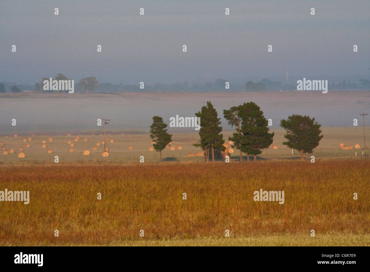 Highveld scène de plein champ, avec des pins et de foin en balles Banque D'Images