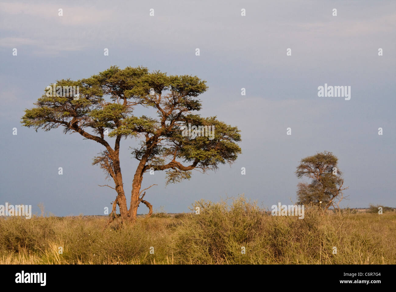 Paysage avec un camelthorn Kalahari (Acacia arbre camelopardis) Banque D'Images