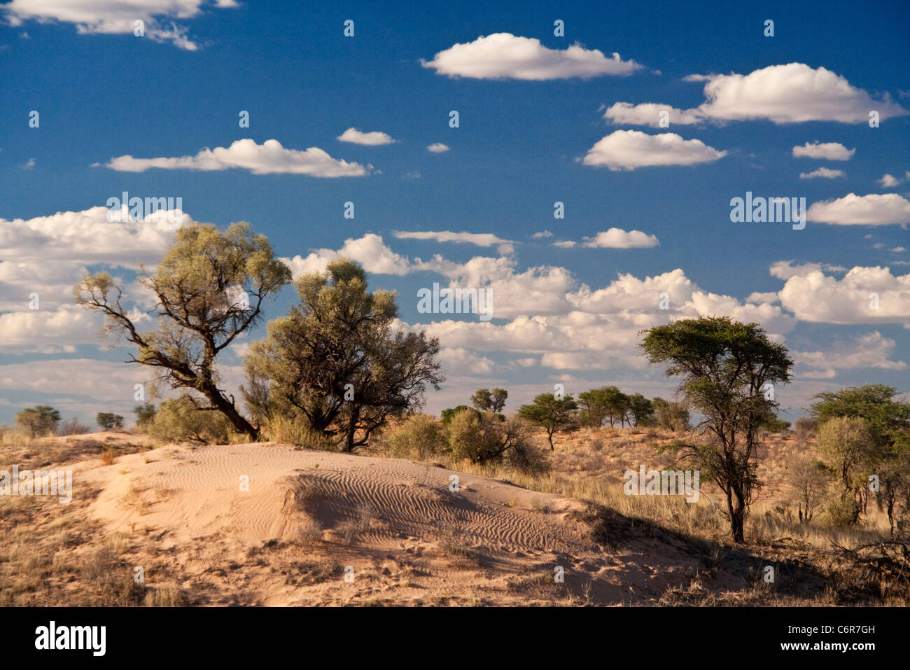 Paysage avec un camelthorn Kalahari (Acacia arbre camelopardis) et dune de sable pâle Banque D'Images