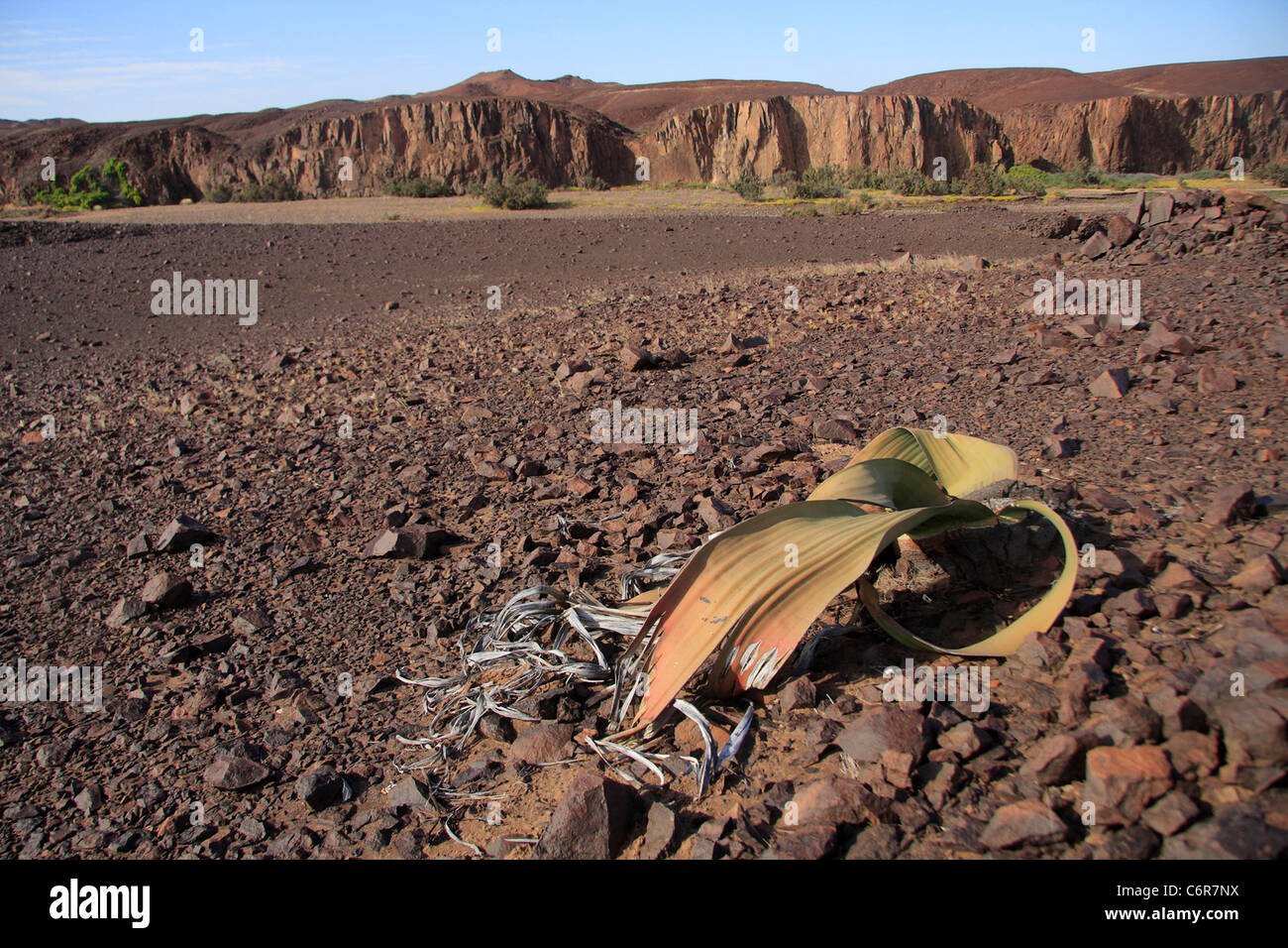En mode paysage Welwitschia Banque D'Images