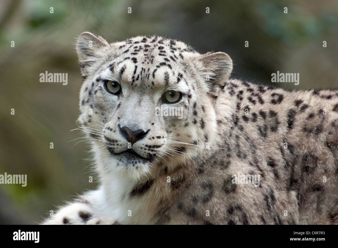 Snow Leopard femelle looking at camera Banque D'Images