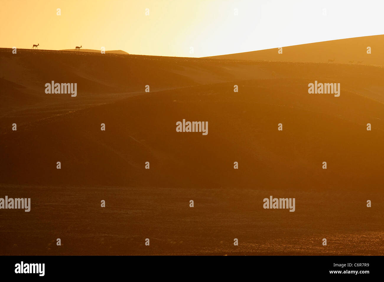 Paysage désertique avec springbok sur dune au coucher du soleil lointain Banque D'Images