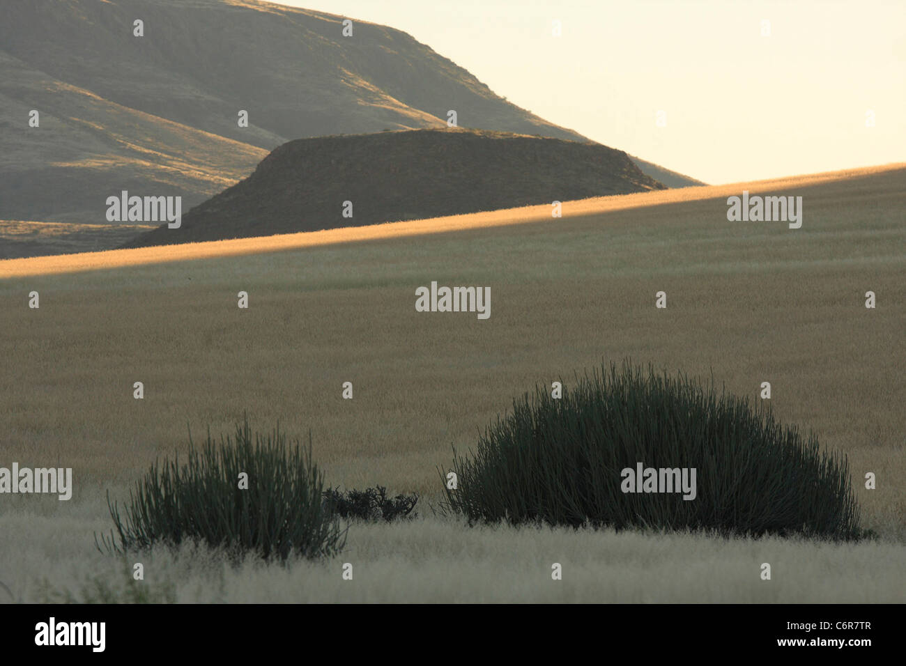 En herbe Melkbos bushman paysage Banque D'Images