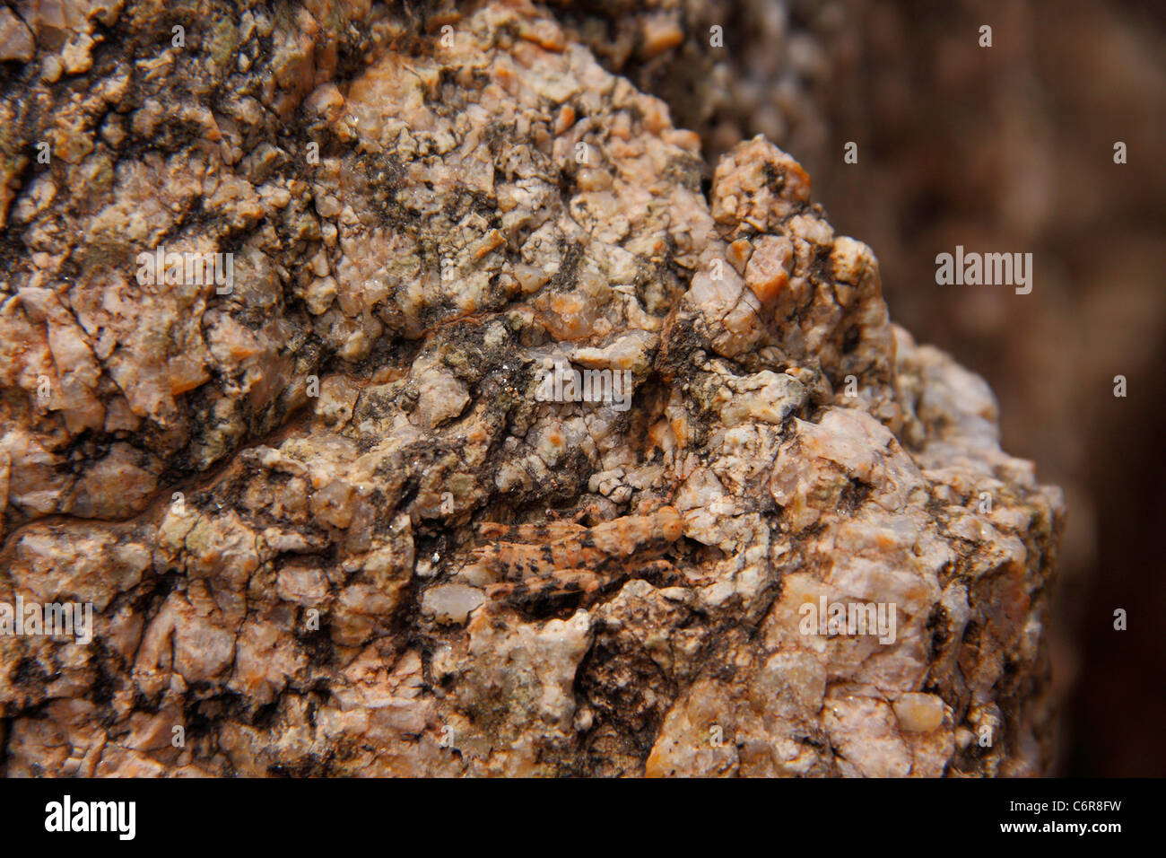 Camouflée de criquets sur rock Banque D'Images