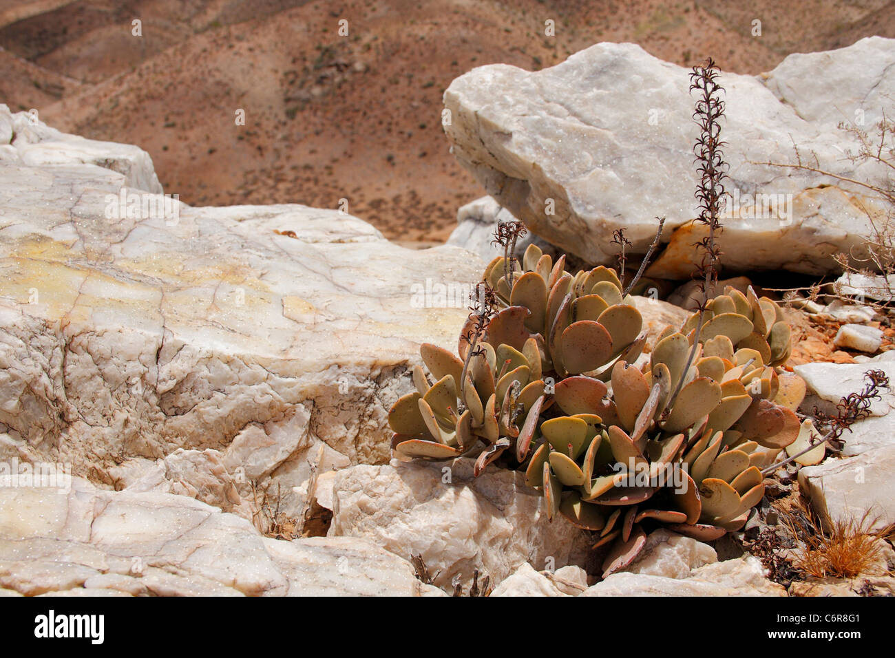 Quartz blanc sur Crassula Banque D'Images