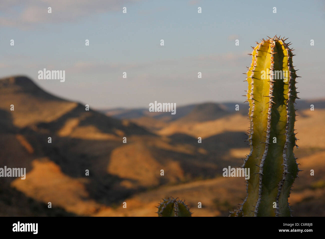 L'euphorbia paysage crépuscule Banque D'Images