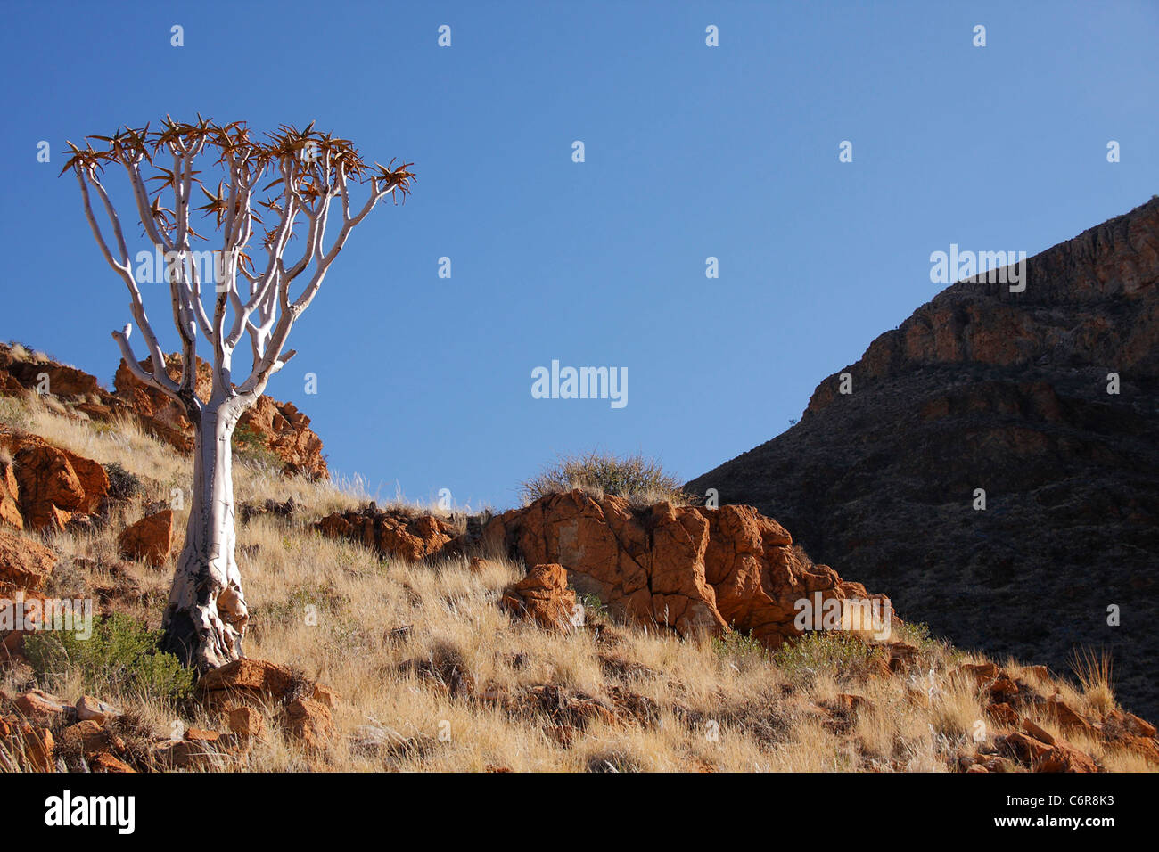 Kokerboom dans paysage de désert Banque D'Images