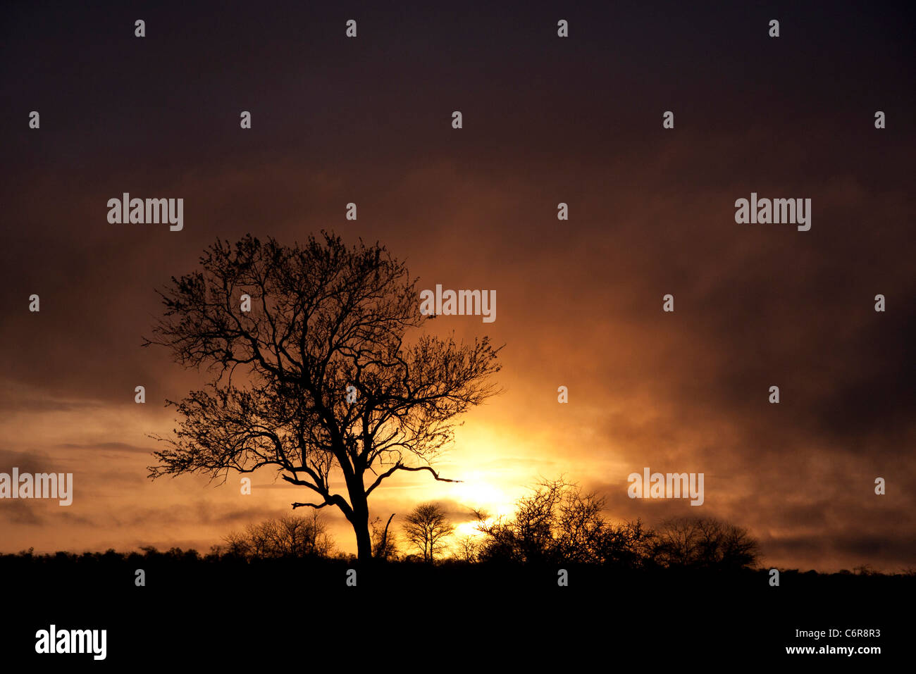 Coucher du soleil avec le bushveld moody sky et la silhouette des arbres Banque D'Images