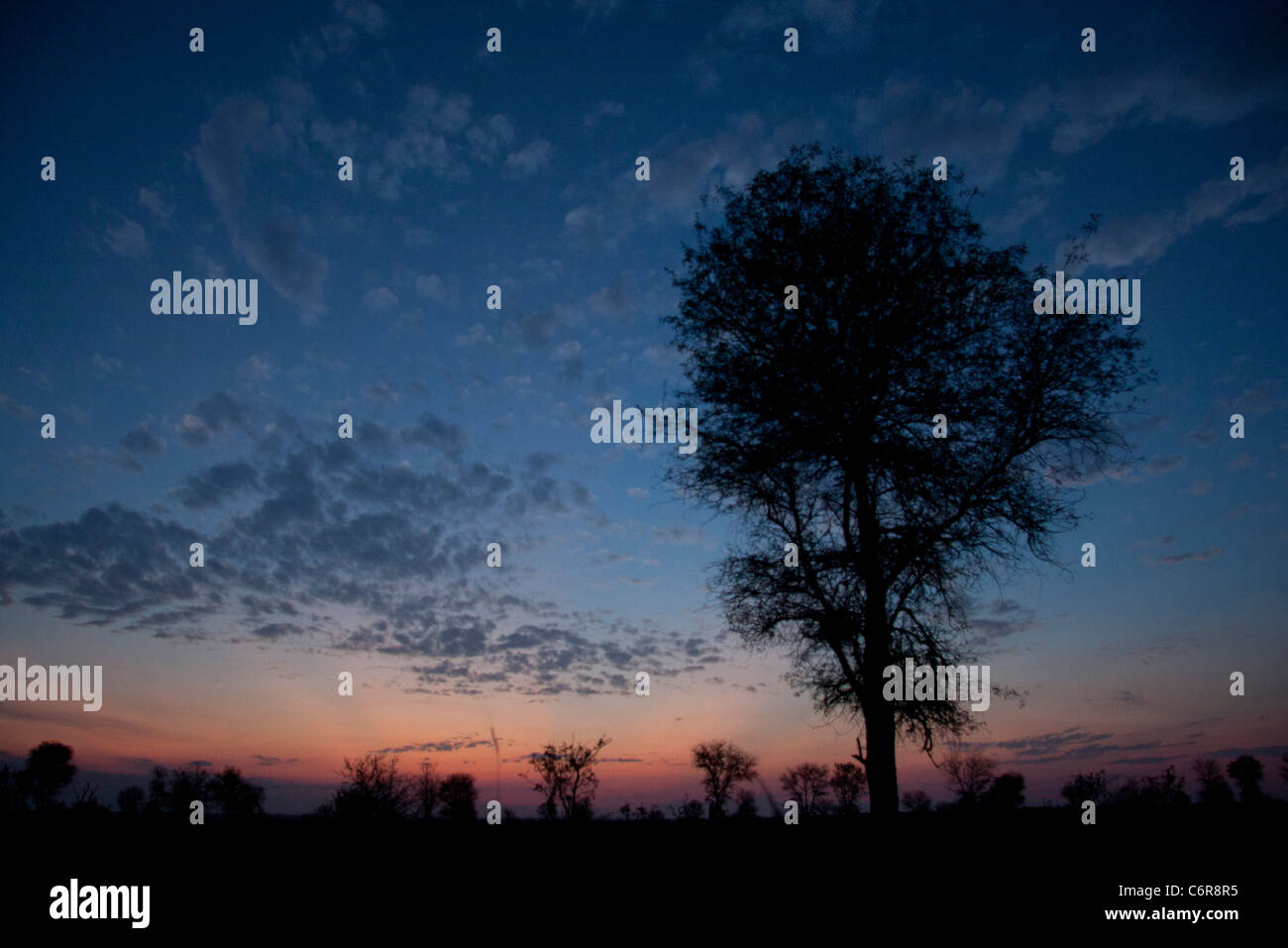 Coucher du soleil avec le bushveld moody sky et la silhouette des arbres Banque D'Images