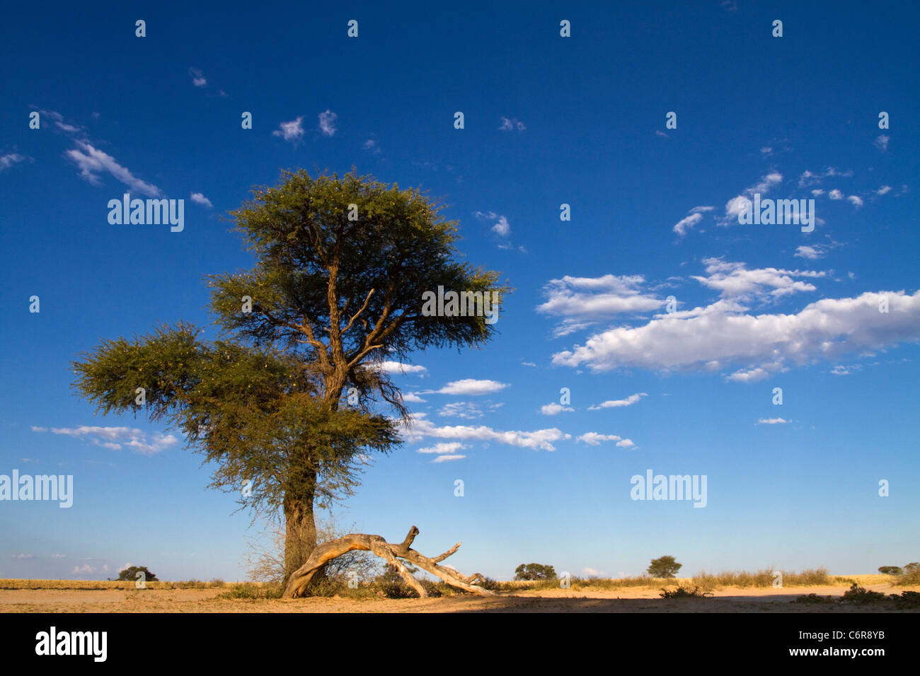 Paysage avec Camelthorn Kalahari Lone Tree (Acacia erioloba) et des cumulus épars Banque D'Images