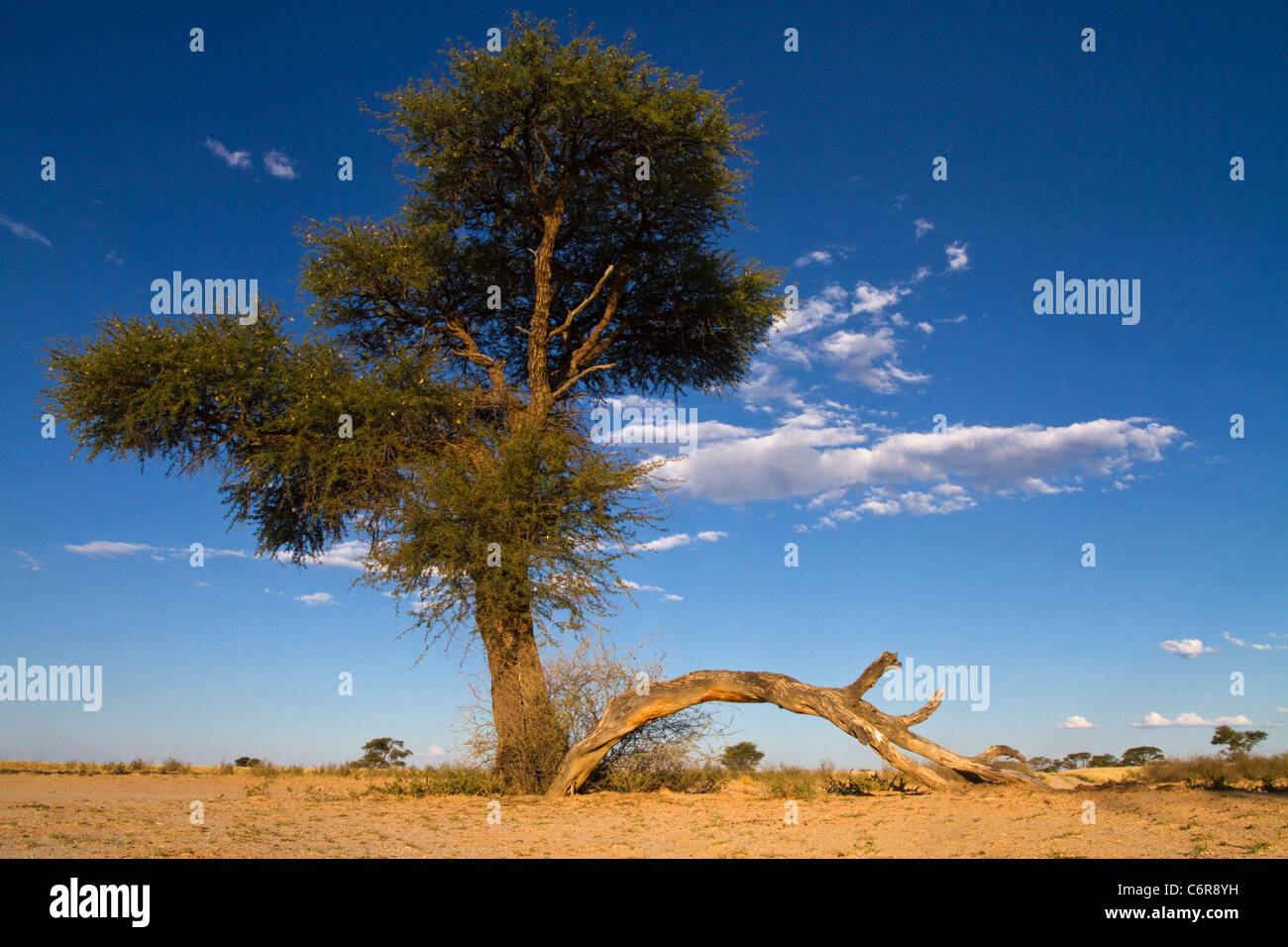 Paysage avec Camelthorn Kalahari Lone Tree (Acacia erioloba) et de nuages dispersés dans la chaude lumière Banque D'Images