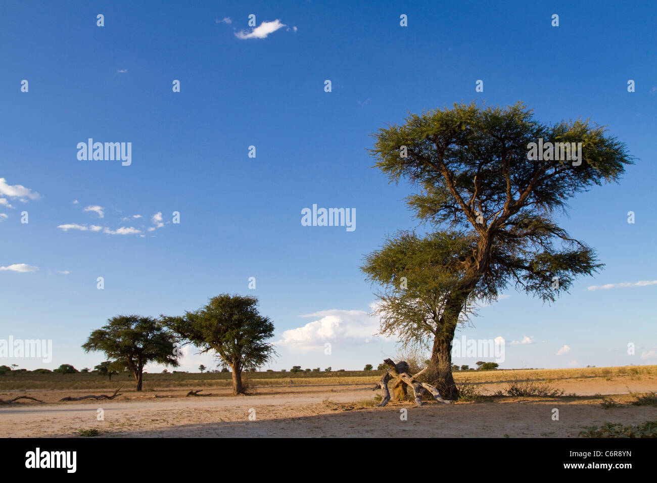 Paysage avec arbres Camelthorn Kalahari (Acacia erioloba) Banque D'Images