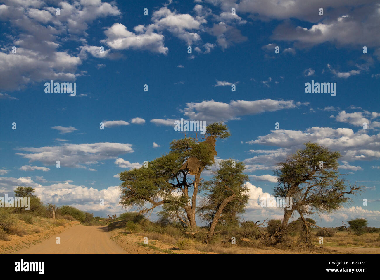 La savane du Kalahari avec un chemin de terre, Camelthorn arbres (Acacia erioloba) et des cumulus épars Banque D'Images