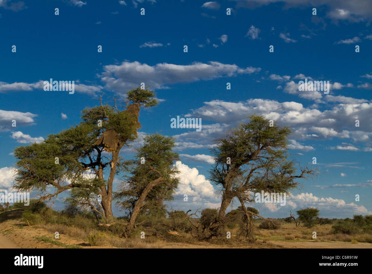 La savane du Kalahari avec un chemin de terre, Camelthorn arbres (Acacia erioloba), sociable weaver nest et cumulus épars Banque D'Images