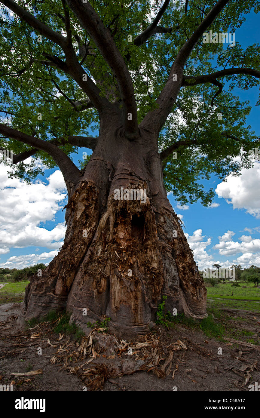 Baobab montrant les dégâts causés par les éléphants Banque D'Images