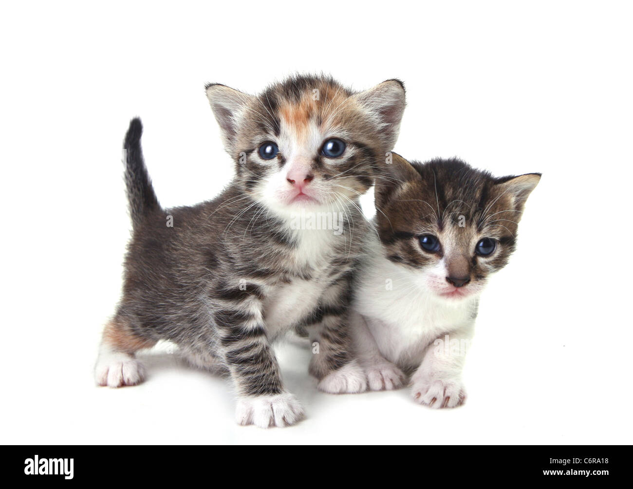 Adorable chatons mignons sur fond blanc Banque D'Images