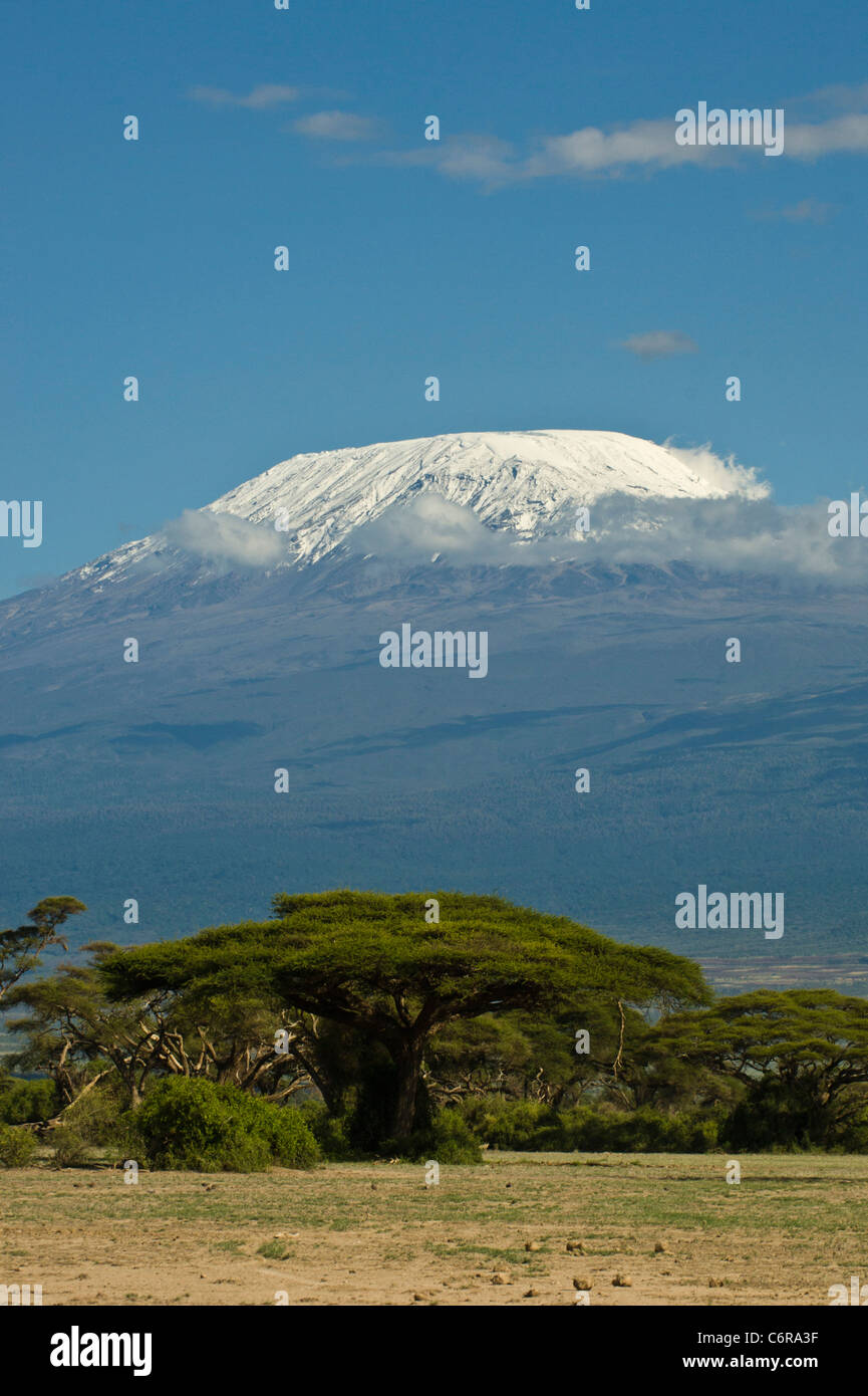 Du Kilimandjaro Kibo enneigées avec parapluie pointe épine d'Acacias (Acacia tortilis) au premier plan. Banque D'Images