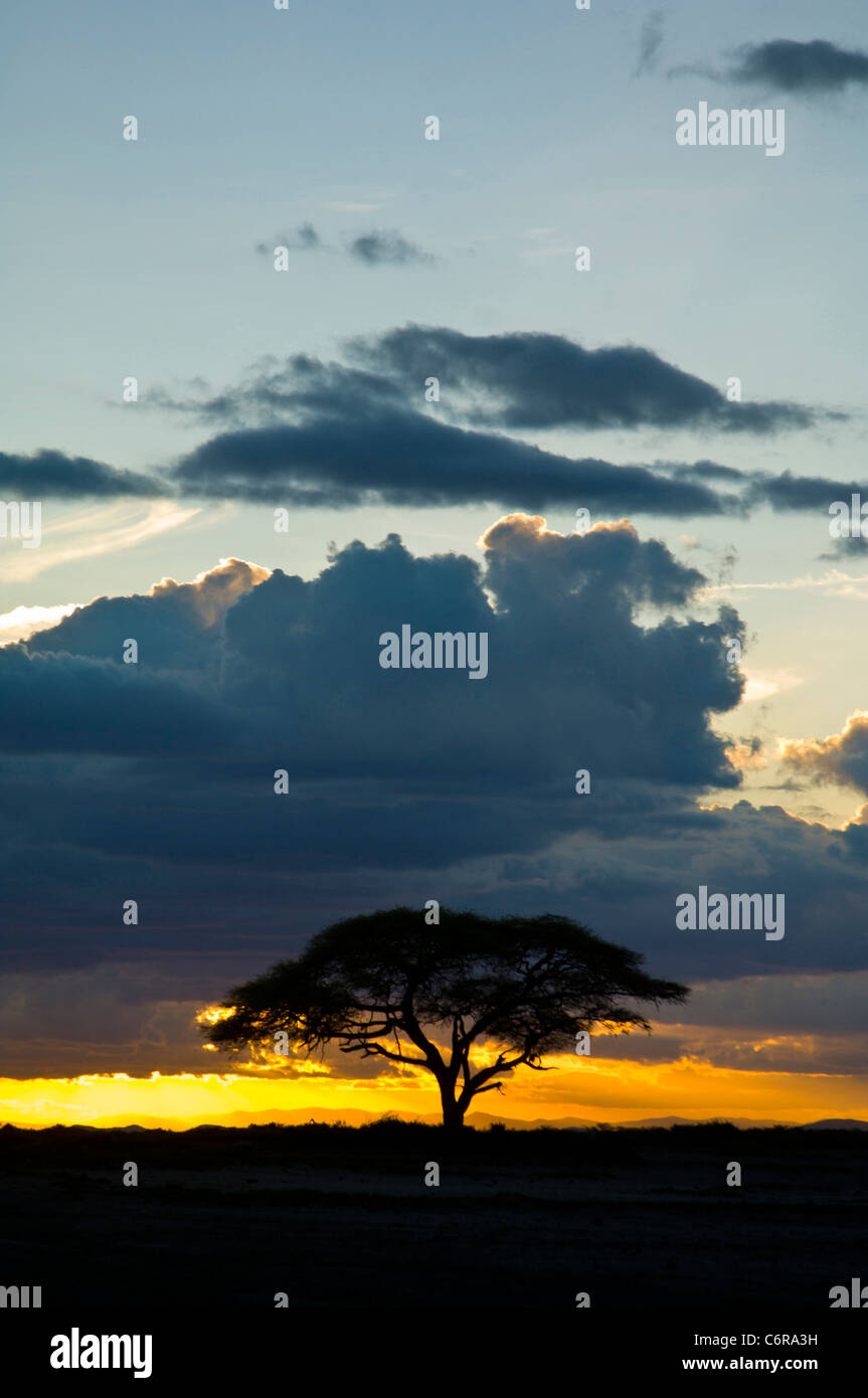 Le dirigeant d'une camel thorn acacia (Acacia erioloba) silhouetté par le coucher du soleil Banque D'Images