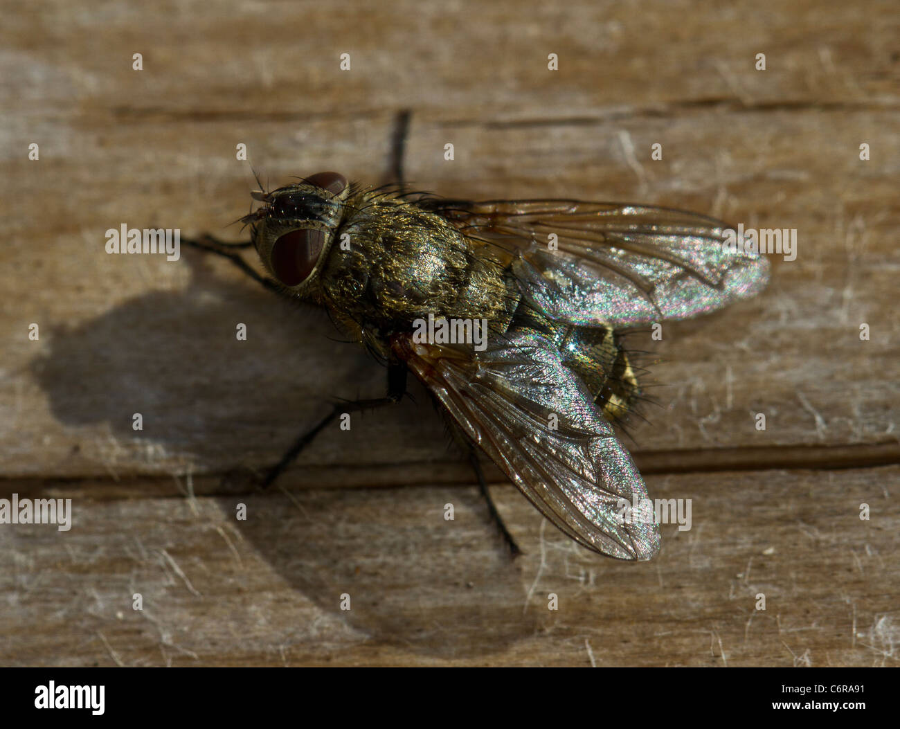 Pollenia rudis (cluster), femme, assis sur un rondin Banque D'Images