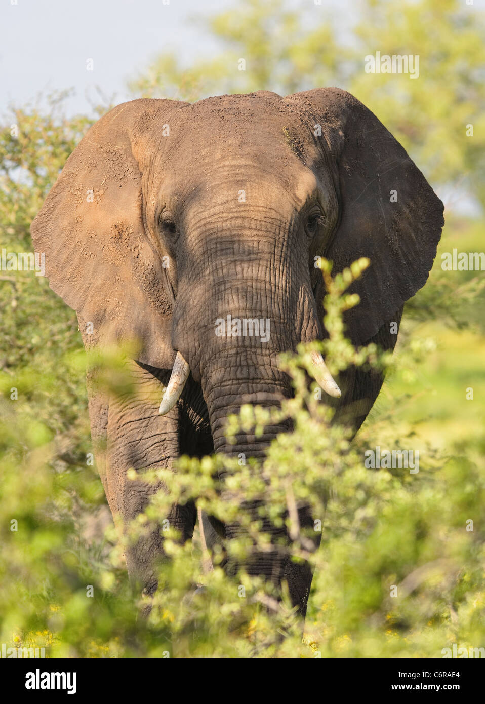 L'éléphant africain (Loxodonta africana) pâturage dans le Parc National Kruger National en Afrique du Sud. Banque D'Images