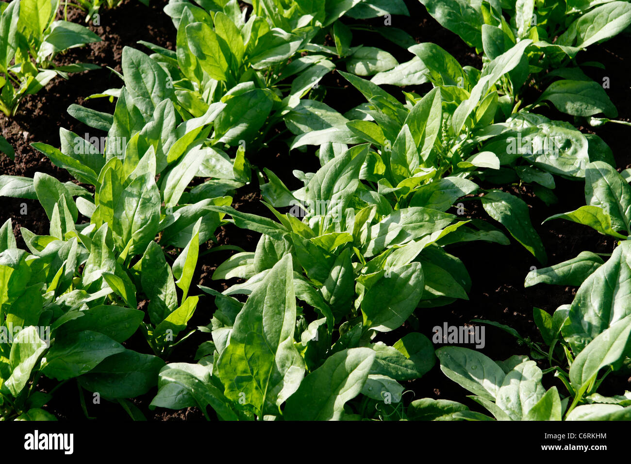 Parcelle de terrain végétale de l'épinard (Spinacia oleracea), légumes jardin. Banque D'Images