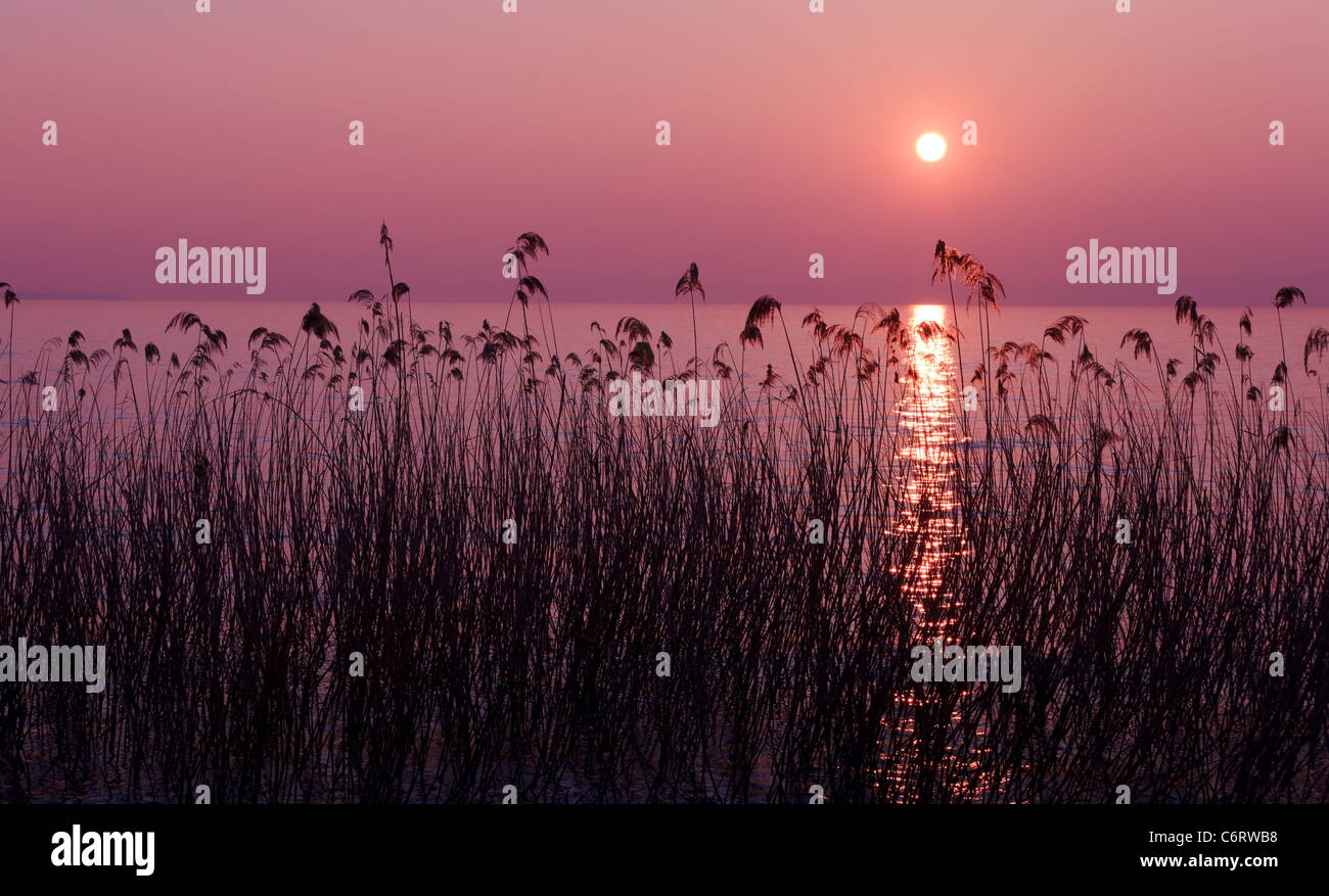 Coucher du soleil sur le lac pourpre avec reed silhouettes Banque D'Images
