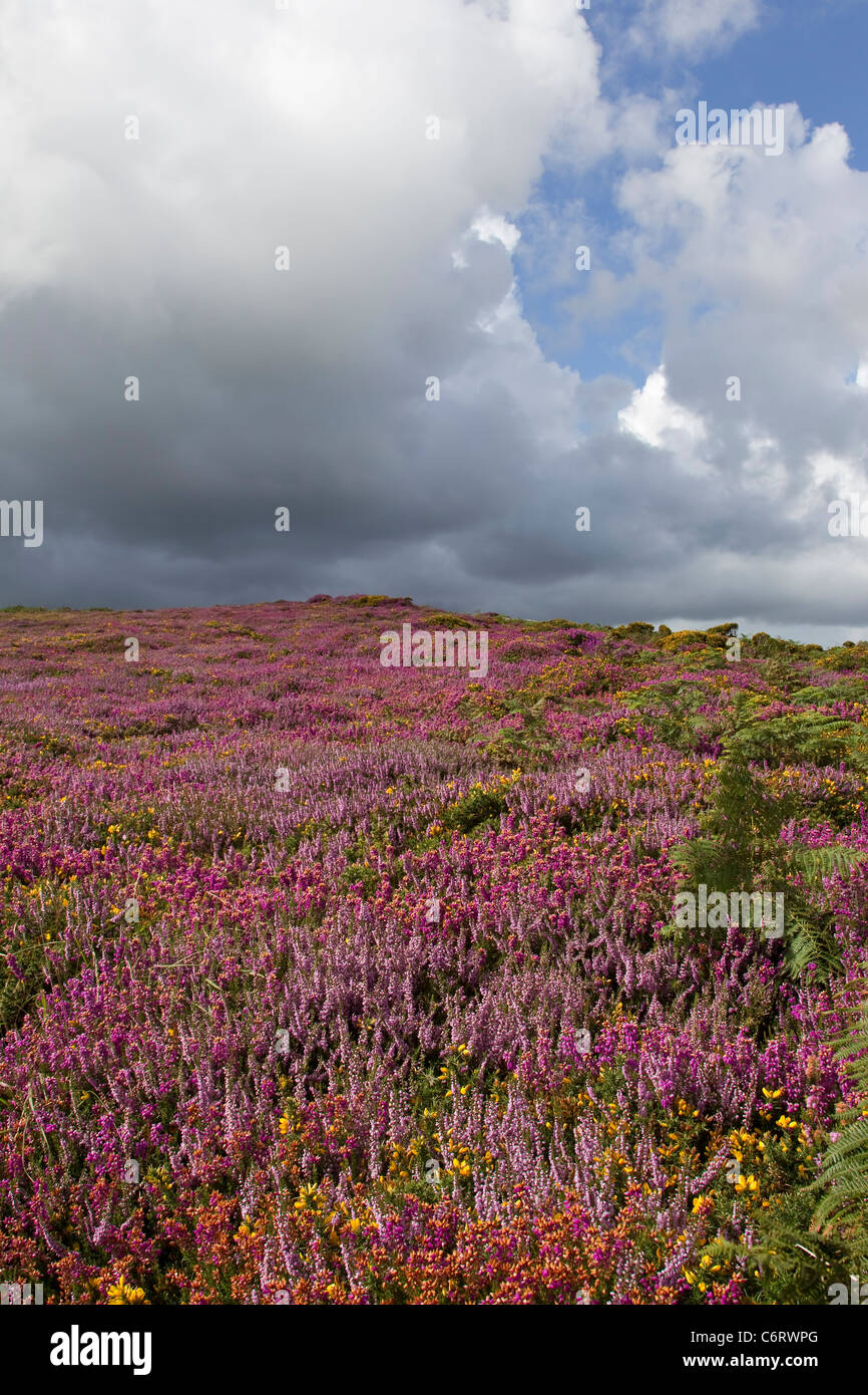 Purple heather sur les maures mélangé avec l'ajonc commun et sous les nuages atmosphériques à Cornwall Banque D'Images