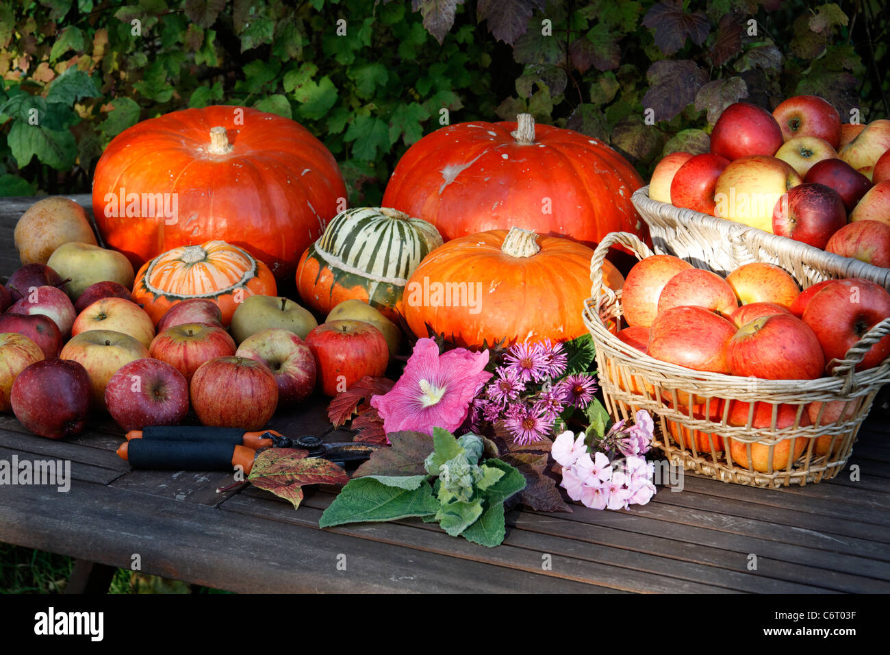 Citrouilles et courges Turban (Variété : Red Etampes), Cucurbita maxima. Les pommes, table de jardin. Banque D'Images