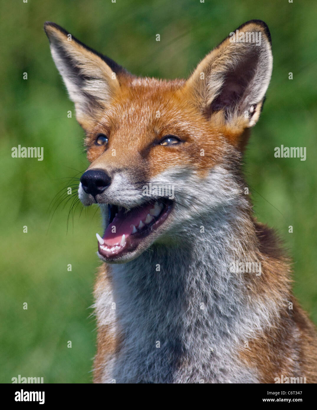 European Red Fox (Vulpes vulpes) Banque D'Images