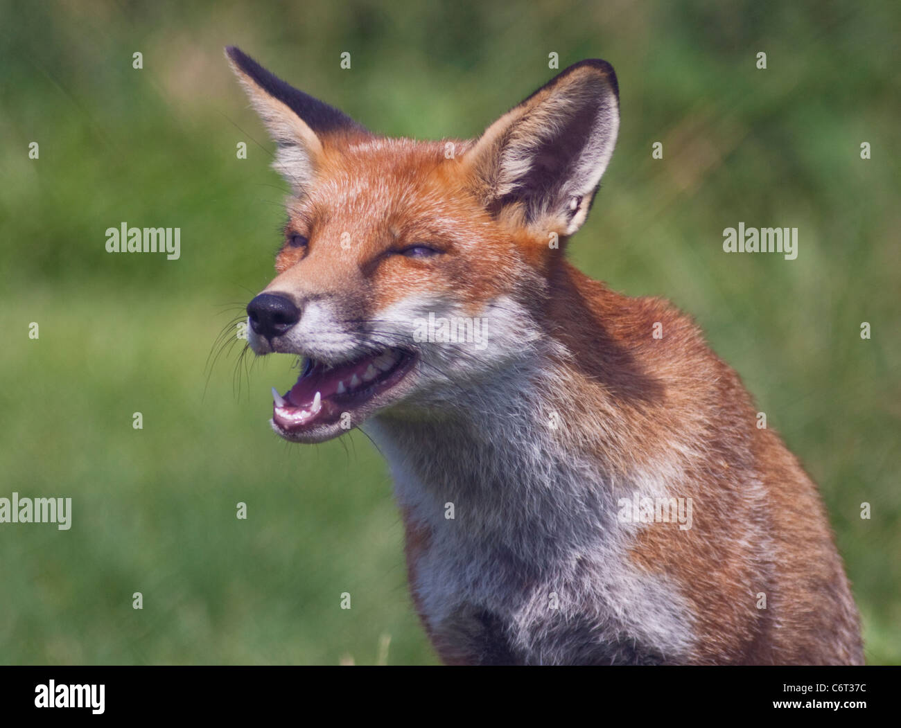 European Red Fox (Vulpes vulpes) Banque D'Images