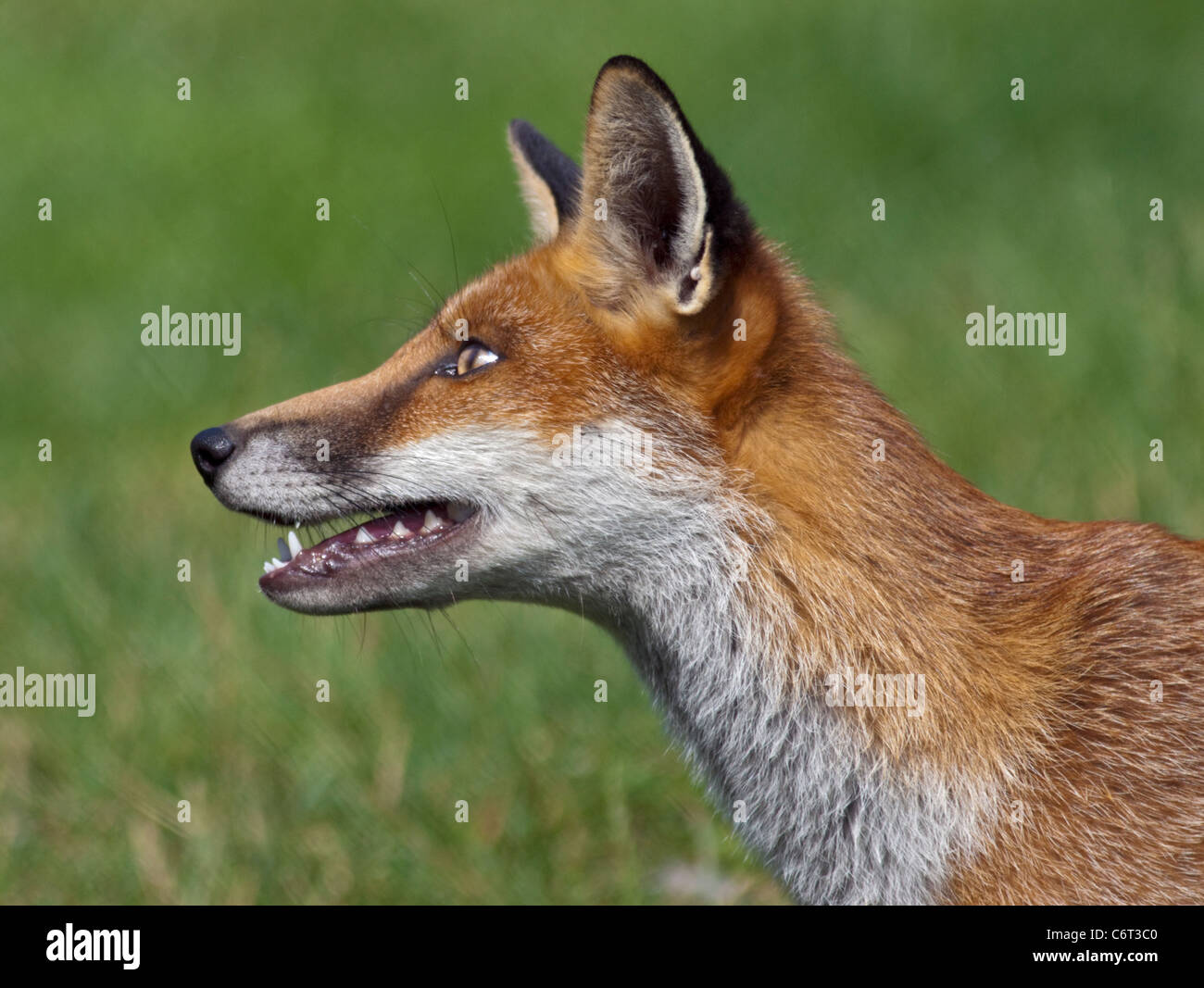 European Red Fox (Vulpes vulpes) Banque D'Images