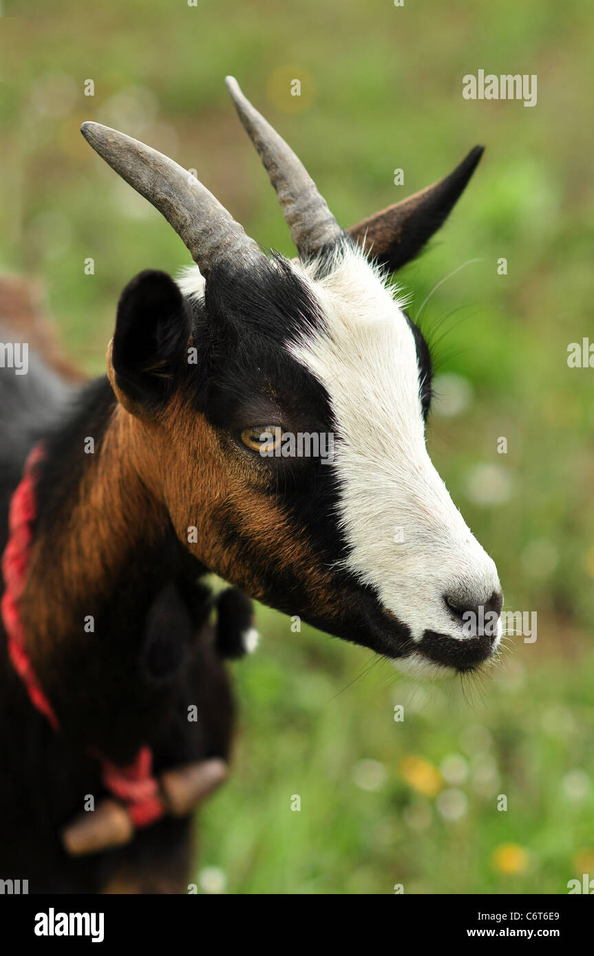 Petit mignon goatling sur une basse-cour, Close up portrait. Banque D'Images