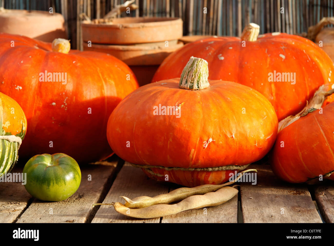 Citrouilles et courges Turban (Variété : Rouge d'Etampes), Cucurbita maxima. Banque D'Images